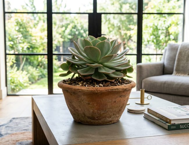 Transformação da planta portuguesa de mato na calçada para decoração de salas em vasos de barro elegantes