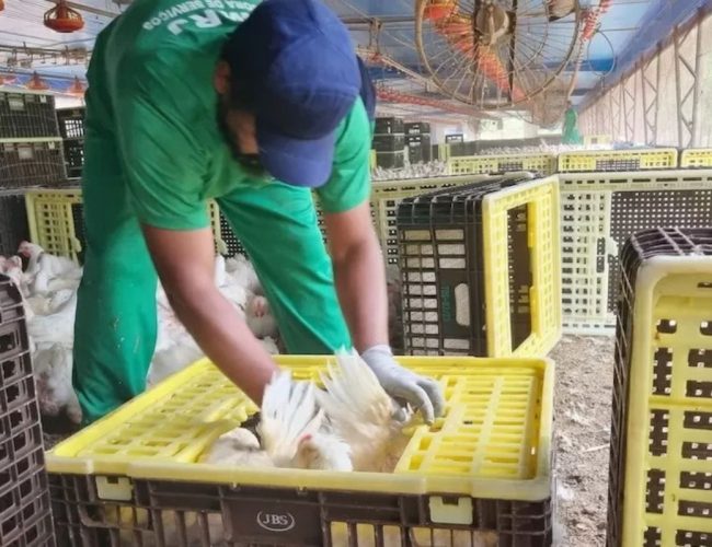 MPT investiga Cargill e JBS por práticas de trabalho semelhante à escravidão em suas operações.
