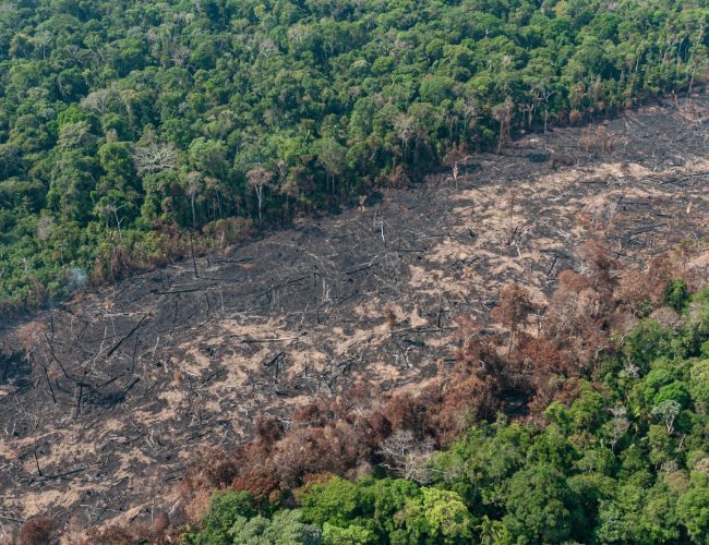 No “Dia do Agro”, setor rural avança com medidas que enfraquecem a fiscalização ambiental e reduzem a proteção ambiental