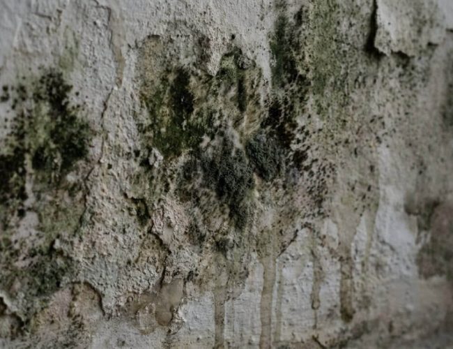 Água oxigenada: solução eficaz contra mofo em paredes e prevenção de reaparecimento, revela pesquisa