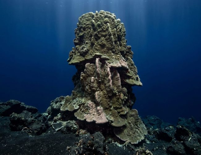 Coral Maug: um gigante de 30 metros que guarda segredos sobre o futuro dos recifes marinhos.