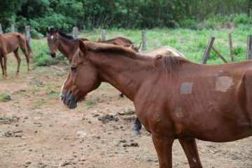 Avistou grandes animais soltos nas estradas do DF? Aprenda a fazer sua denúncia pelo WhatsApp!