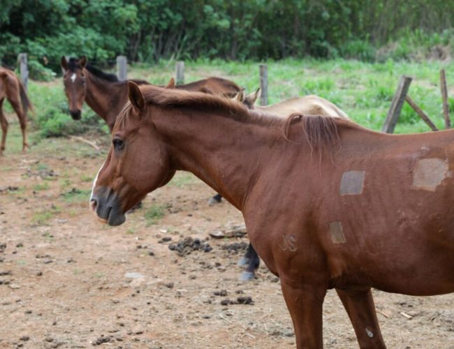 Avistou grandes animais soltos nas estradas do DF? Aprenda a fazer sua denúncia pelo WhatsApp!