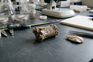 Investigação revela martelo de osso de elefante com 500 mil anos, evidenciando a engenhosidade dos ancestrais humanos