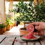 Cultivando a Árvore Cítrica Mais Valiosa do Planeta: Dicas para Plantio em Vaso e Colheita