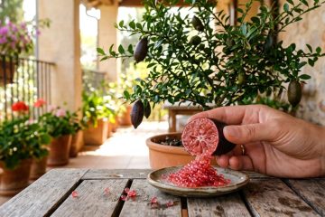 Cultivando a Árvore Cítrica Mais Valiosa do Planeta: Dicas para Plantio em Vaso e Colheita